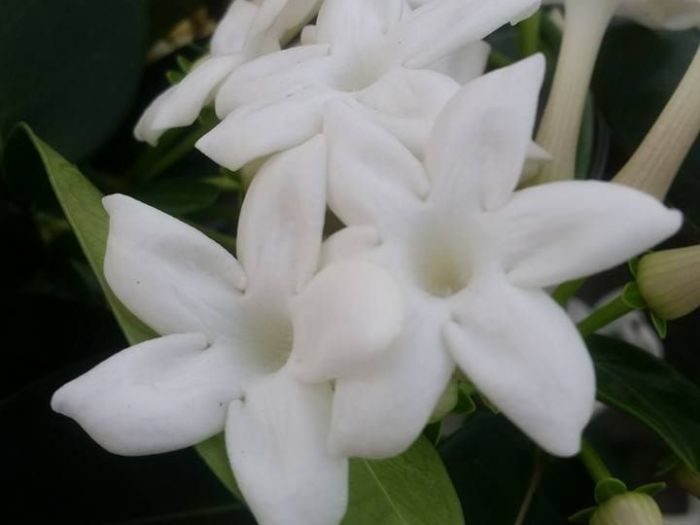 Archisio - Massarroni - Vivai Piante - Garden - Progetto Vivai e piante