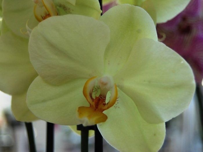 Archisio - Artenatura Vivai Saas - Progetto Piante da interno