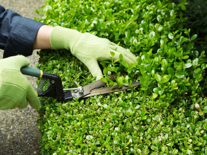 Archisio - Il Mondo Dei Mestieri - Progetto Giardinaggio e manutenzione di aree verdi