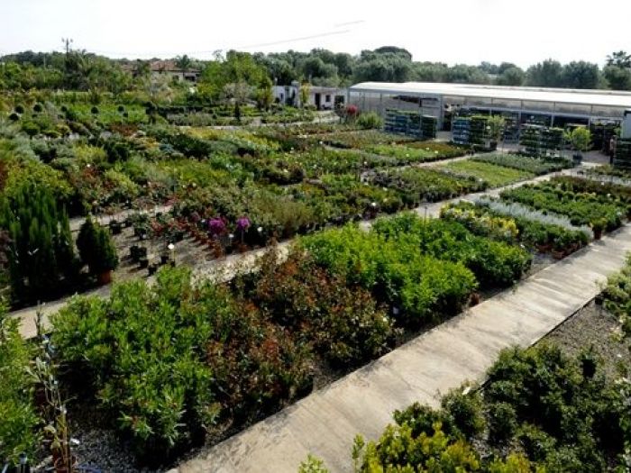 Archisio - Piante Macri - Progetto Il vivaio