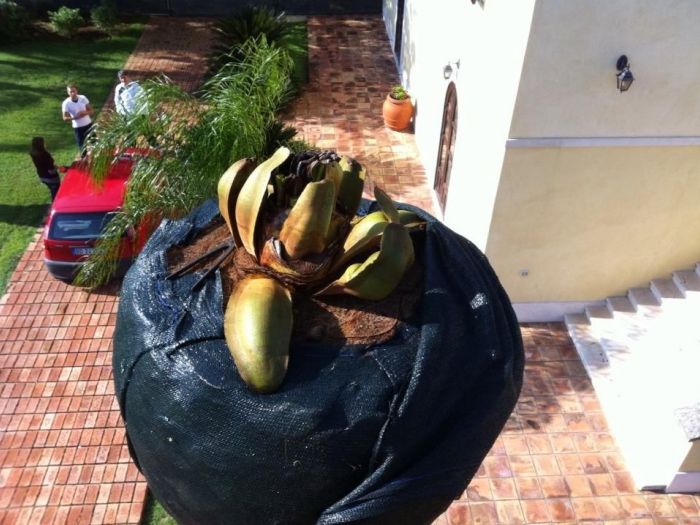 Archisio - Service Garden - Progetto Manutenzione verde