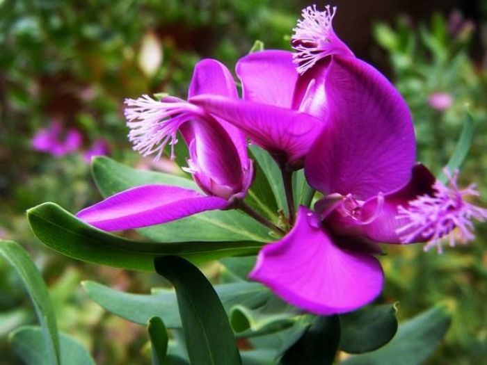 Archisio - Vivai Cantatore - Progetto Piante