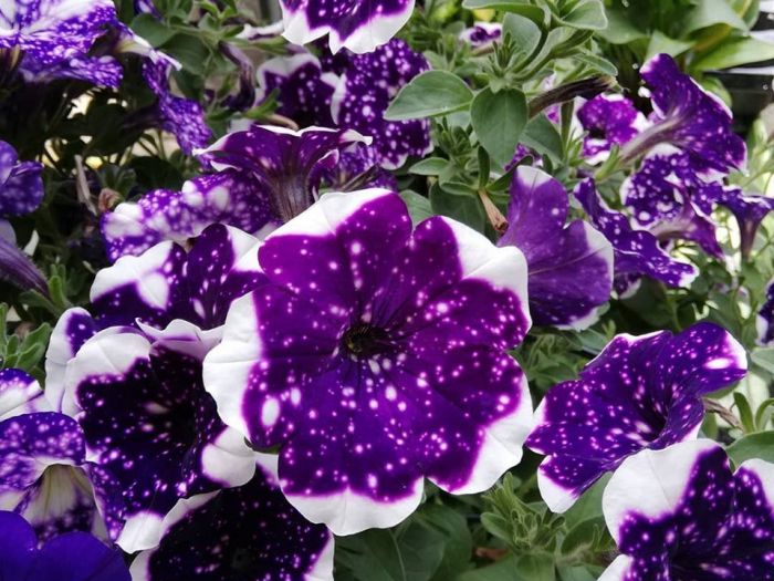 Archisio - Robi Bonaita Alessio Bonaita Fabiano Bonaita - Progetto I fiori di ornella