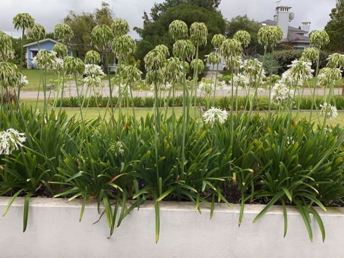 Archisio - Claudia Dibbe Piazza - Progetto Storica dellarte ed ingegnere agronomo Paesaggismo e home decor counselling