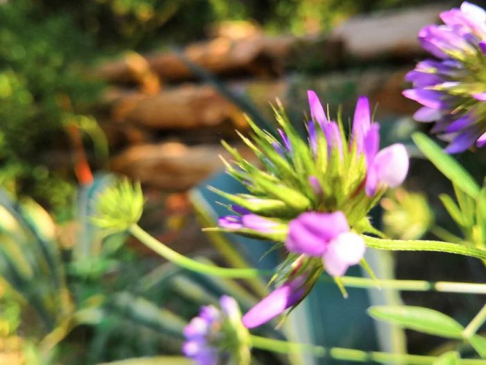 Archisio - Progettare Spazi Verdi - Progetto Il museo verde