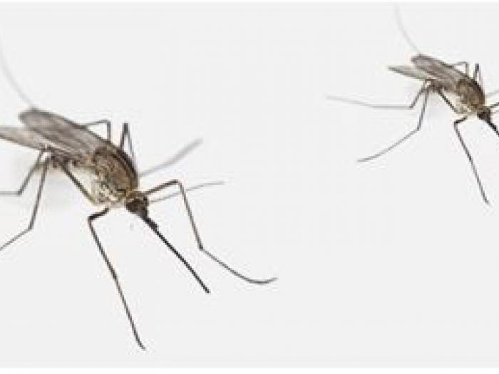 Archisio - Aducta Disinfestazioni Derattizzazioni E Servizi Ambientali - Progetto Disinfestazione insetti volanti