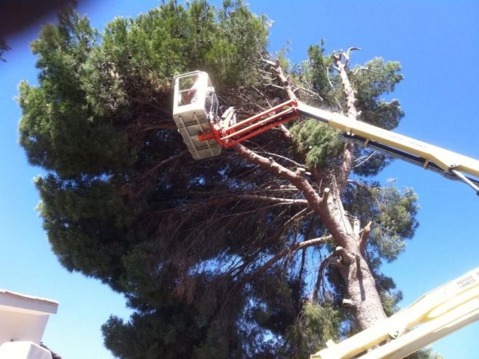 Archisio - Service Garden - Progetto Manutenzione verde