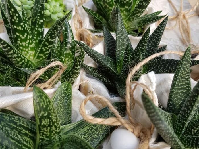 Archisio - Massarroni - Vivai Piante - Garden - Progetto Vivai e piante