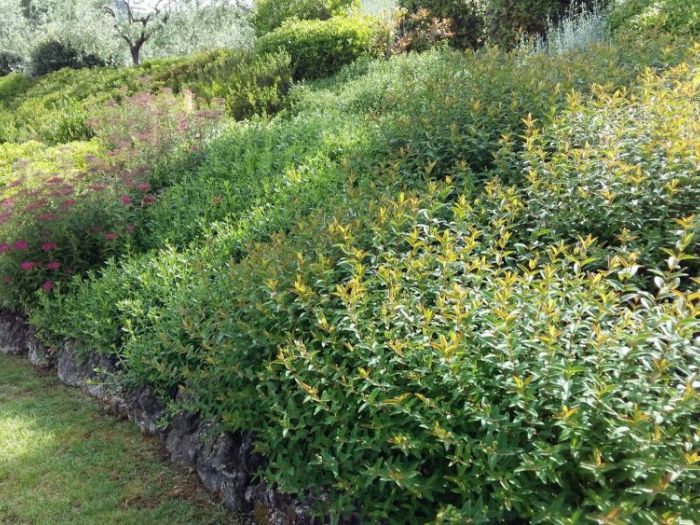 Archisio - Lidea Verde Snc Di Bandini Fabio C - Progetto Aiuole