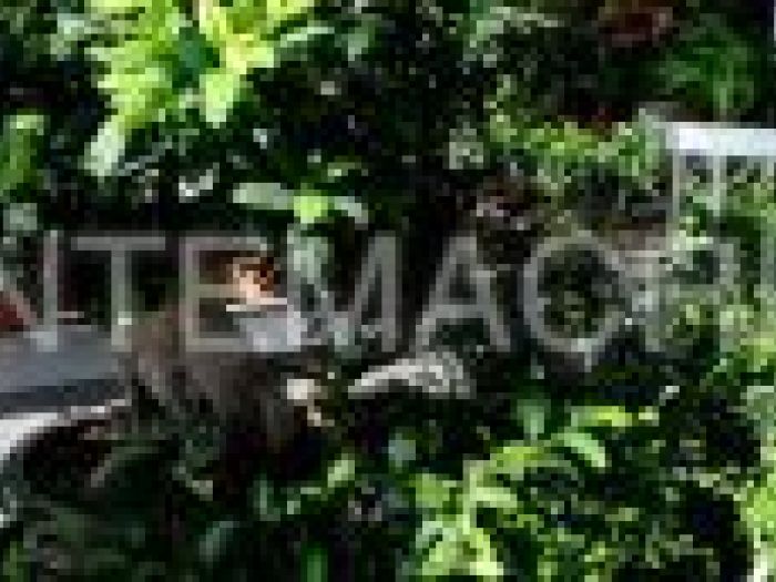 Archisio - Piante Macri - Progetto Il garden