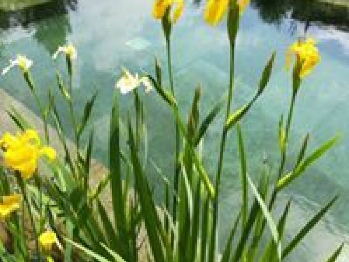 Archisio - Arqtropa Studio - Progetto Piscine naturali e vegetazione acquatica