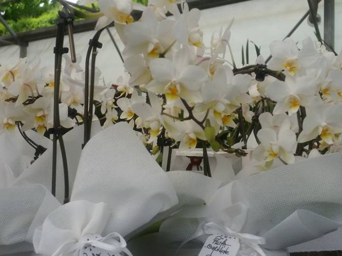 Archisio - Massarroni - Vivai Piante - Garden - Progetto Vivai e piante