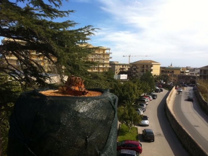 Archisio - Service Garden - Progetto Manutenzione verde