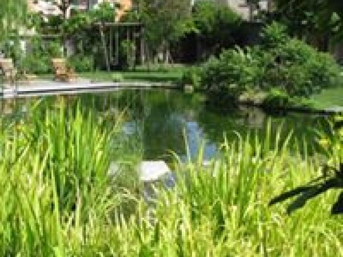 Archisio - Arqtropa Studio - Progetto Piscine naturali e vegetazione acquatica