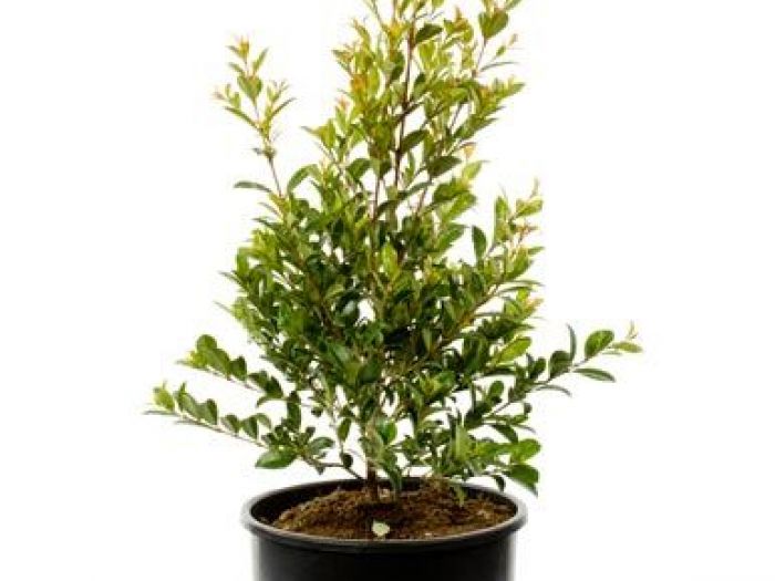 Archisio - Vivai Cantatore - Progetto Piante