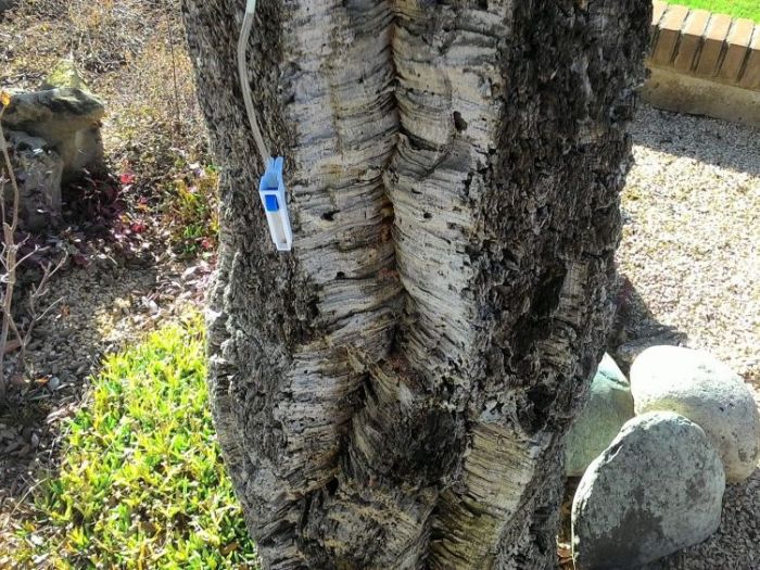 Archisio - Claudio Raiteri Verde Giardino - Progetto Endoterapia