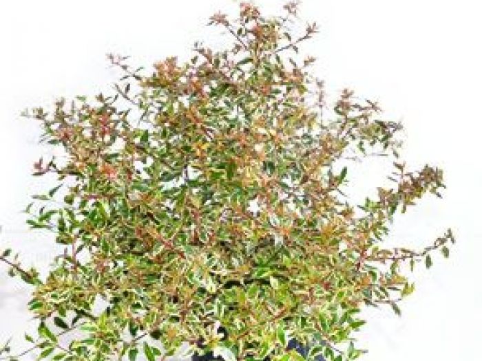 Archisio - Vivai Cantatore - Progetto Piante