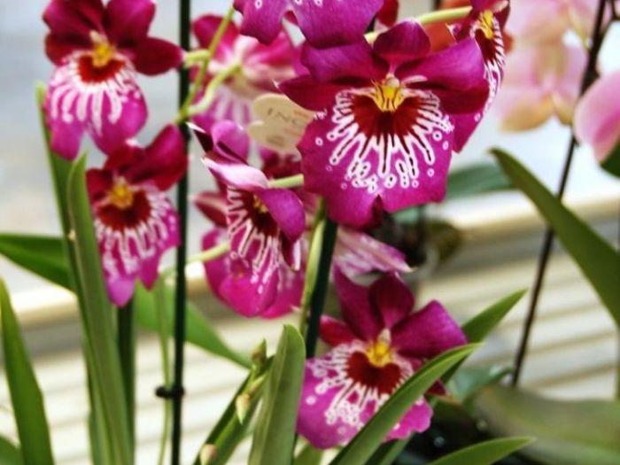 Archisio - Artenatura Vivai Saas - Progetto Piante da interno