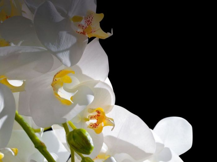 Archisio - Jupiter International srl - Progetto Set arrangement - composizioni floreali