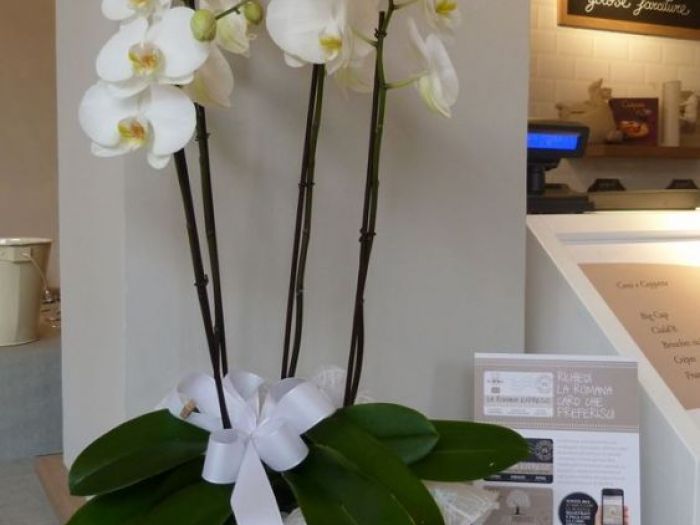 Archisio - Andrea Pontoglio - Progetto Gelateria la romana brescia