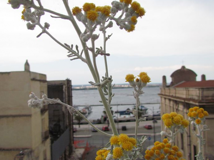 Archisio - Magda Giove - Progetto La nassa