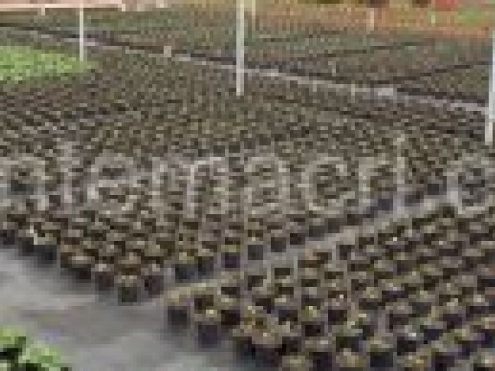 Archisio - Piante Macri - Progetto Serre di produzione