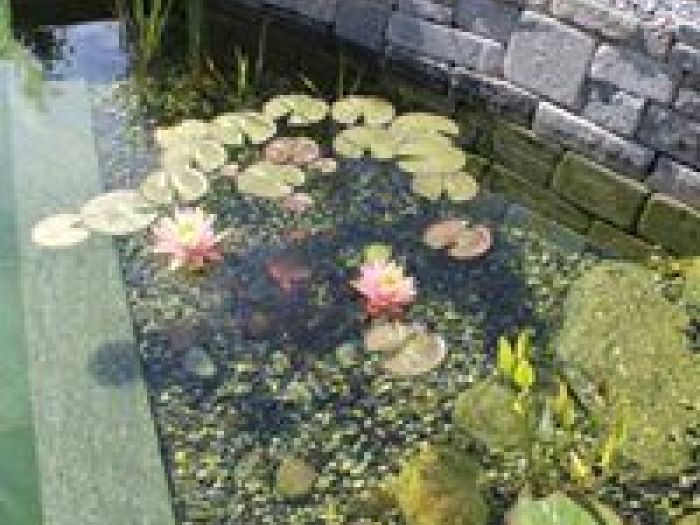 Archisio - Arqtropa Studio - Progetto Piscine naturali e vegetazione acquatica