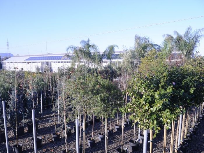 Archisio - Piante Macri - Progetto Il vivaio