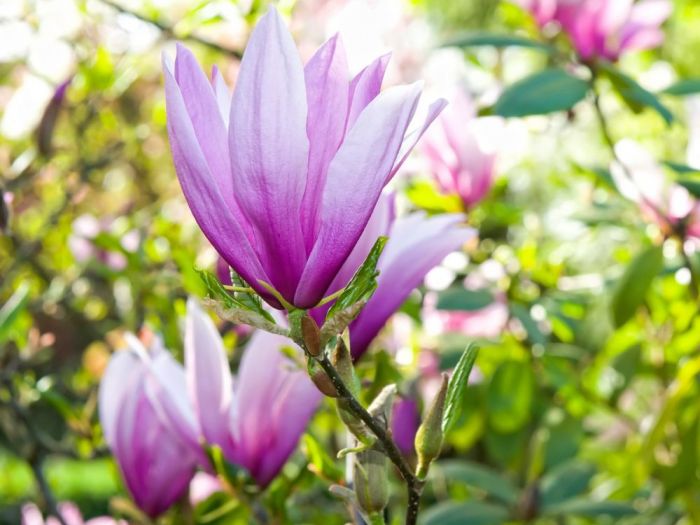 Archisio - Artenatura Vivai Saas - Progetto Piante da esterno