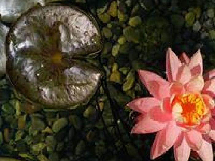 Archisio - Arqtropa Studio - Progetto Piscine naturali e vegetazione acquatica