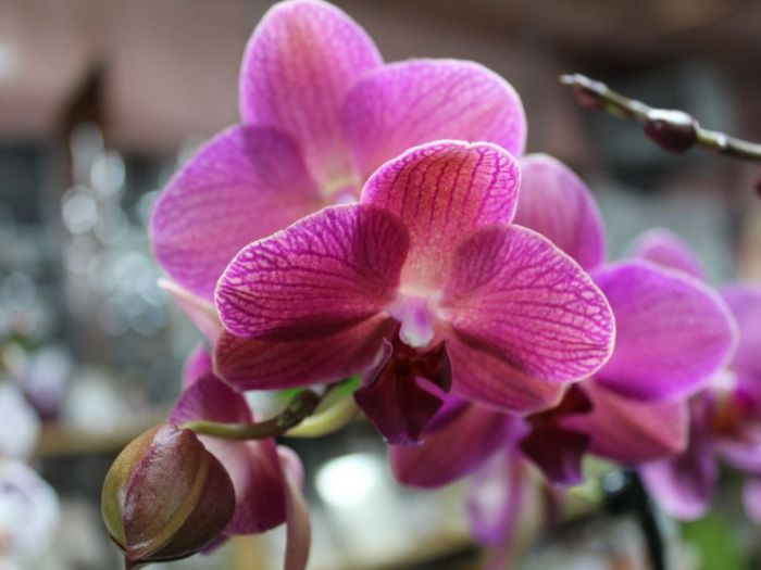 Archisio - Rf Giardini Fiori - Progetto Fioraio