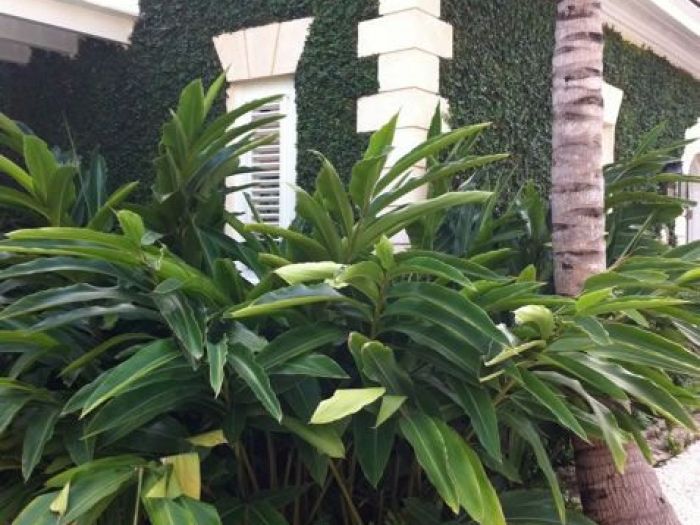 Archisio - Carlo Maria Maggia - Progetto Giardini