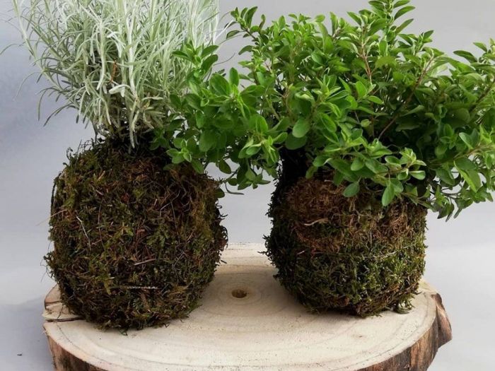 Archisio - Robi Bonaita Alessio Bonaita Fabiano Bonaita - Progetto I fiori di ornella