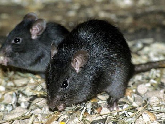 Archisio - Disinfestazioni Pest Company Di Luca Lorenzon - Progetto Derattizzazione disinfestazione topi ratti