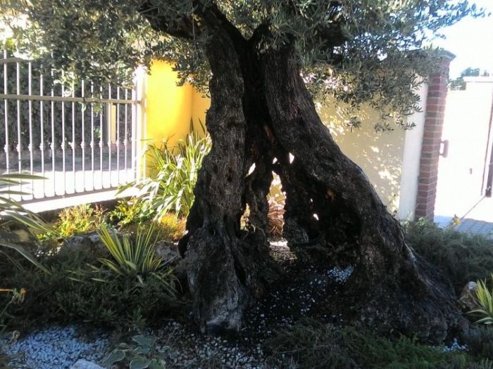 Archisio - Claudio Raiteri Verde Giardino - Progetto Endoterapia