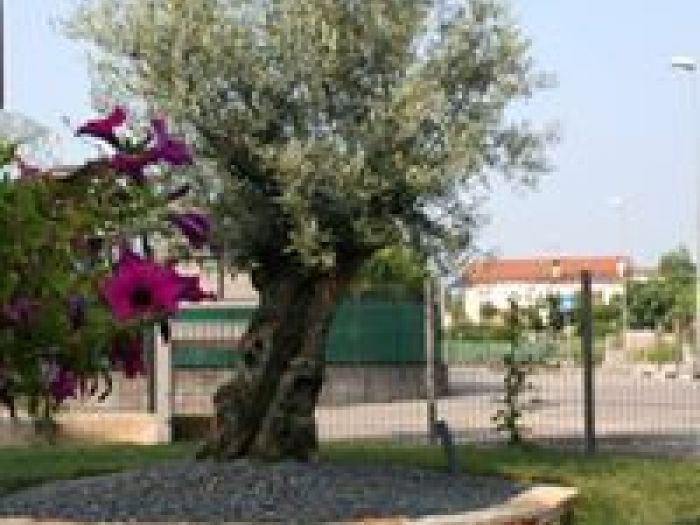 Archisio - Vivai Flli Zanella Srl Antica Sede - Progetto Rifacimento e allestimento giardini