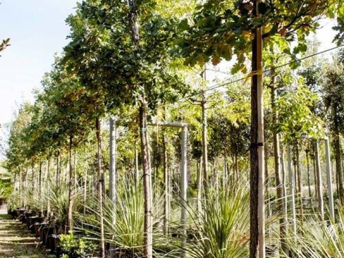 Archisio - Vivai Cantatore - Progetto Piante