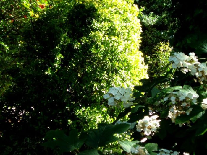 Archisio - Vivai Preti - Progetto Giardino a rami