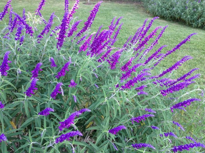 Archisio - Claudia Dibbe Piazza - Progetto Allinsegna di piet oudolf