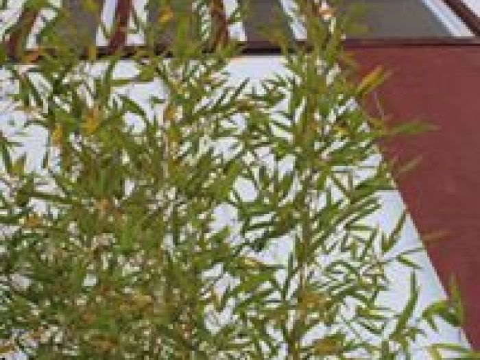 Archisio - Arch Chiara Mirra - Progetto Elisme