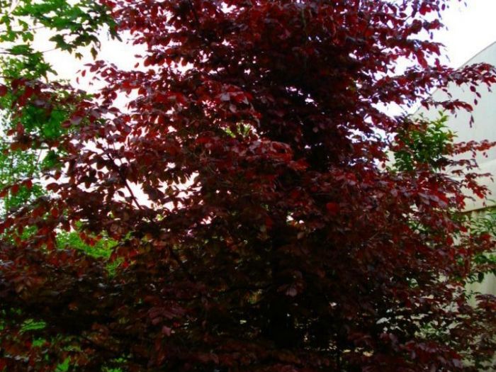 Archisio - Vivai Preti - Progetto Giardino a rami