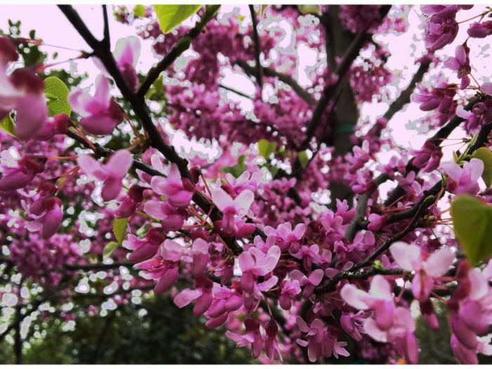 Archisio - Vivai Cantatore - Progetto Piante