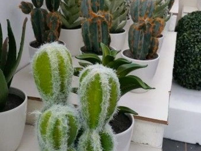 Archisio - Piante Macri - Progetto Il garden