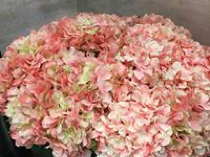 Archisio - Prafiori - Progetto Fiori