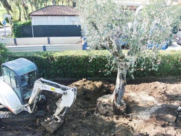 Archisio - Archimove - Progetto Villa dolly