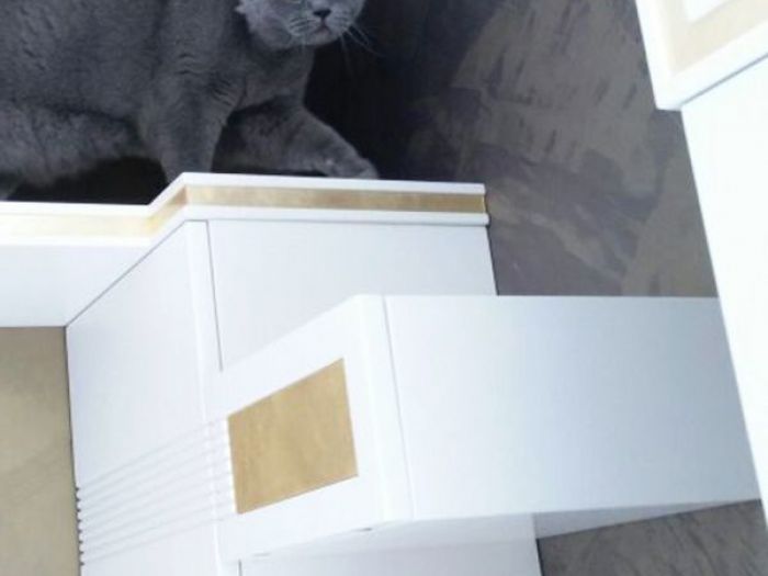 Archisio - Marcello Gennari - Progetto Arricchimento ambientale per gattiil punto dincontro tra arredamento e animali domestici