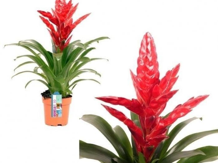 Archisio - Artenatura Vivai Saas - Progetto Piante da interno