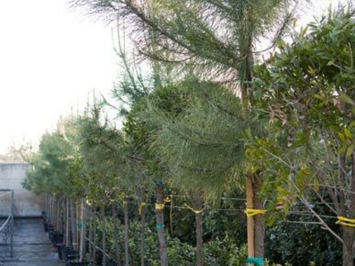 Archisio - Vivai Cantatore - Progetto Piante