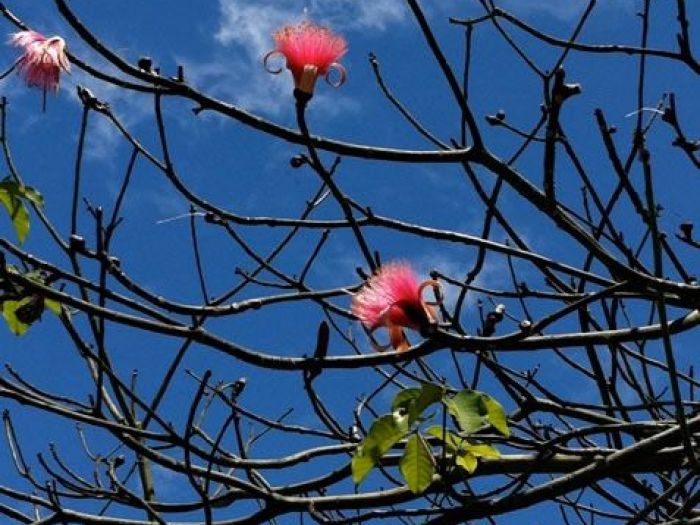 Archisio - Carlo Maria Maggia - Progetto Giardini