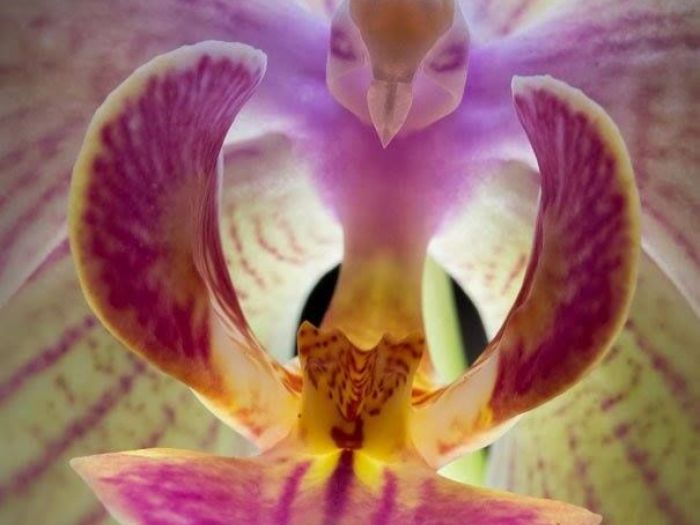 Archisio - Vivai Cantatore - Progetto Piante